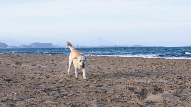 一只拉布拉多犬在海滩上玩得很开心视频素材