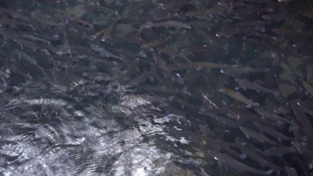 鳟鱼在池塘里游泳视频下载