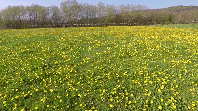 一片蒲公英盛开的草地视频素材