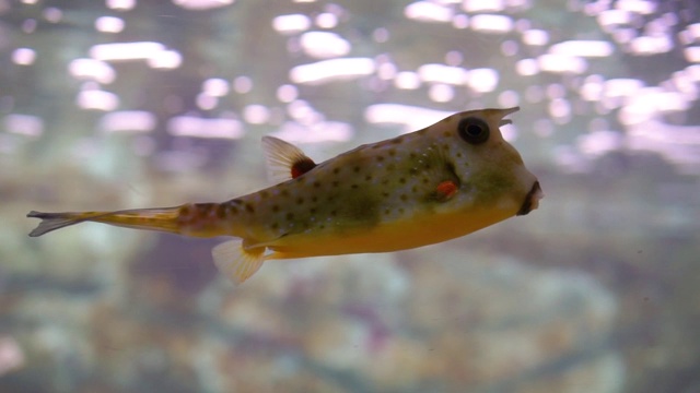 黄色长角牛角鱼在水下游泳，流行和有趣的水族馆宠物视频素材