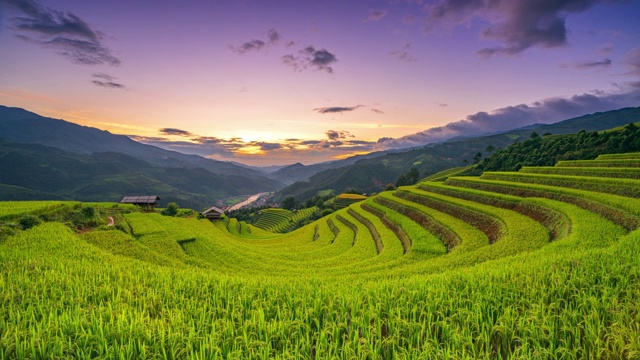 稻田梯田在怀孕的水稻季节收获前与日落的木仓柴，盐白，越南北部，越南风景稻田梯田。视频素材