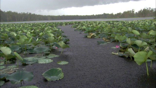 雨水倾泻在河流和睡莲上视频素材