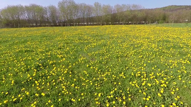 一片蒲公英盛开的草地视频素材