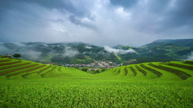 稻田梯田在水稻收获前的怀孕季节，早上雾海在Mu沧Chai, yanbai，越南北部，越南风景稻田梯田与雾海在早上。视频素材
