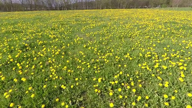 一片蒲公英盛开的草地视频素材