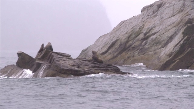 海狮在阿拉斯加基奈半岛水域的岩石上休息。视频素材