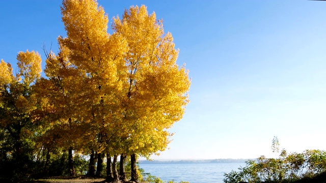 河岸上的黄秋树和湛蓝的天空视频素材
