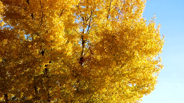 河岸上的黄秋树和湛蓝的天空视频素材