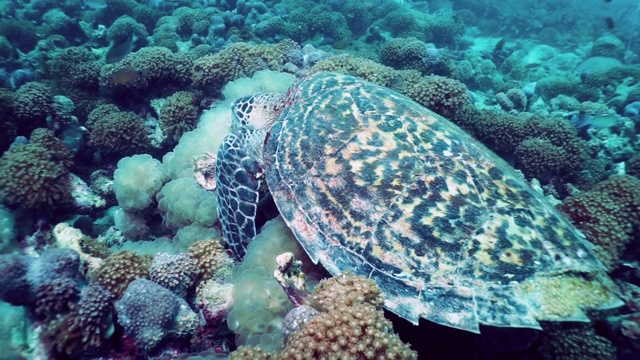 极度濒危物种玳瑁海龟(Eretmochelys imbricata)在水下吃珊瑚视频素材