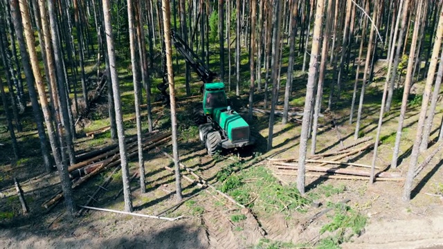 机器在树林里砍伐树木。视频素材