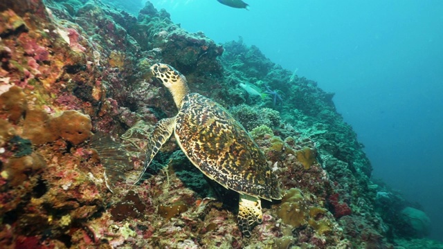 水下极度濒危物种玳瑁海龟(Eretmochelys imbricata)视频素材