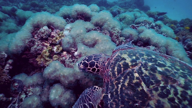 吃泡沫珊瑚的水下玳瑁海龟(Eretmochelys imbricata)是极度濒危物种视频素材