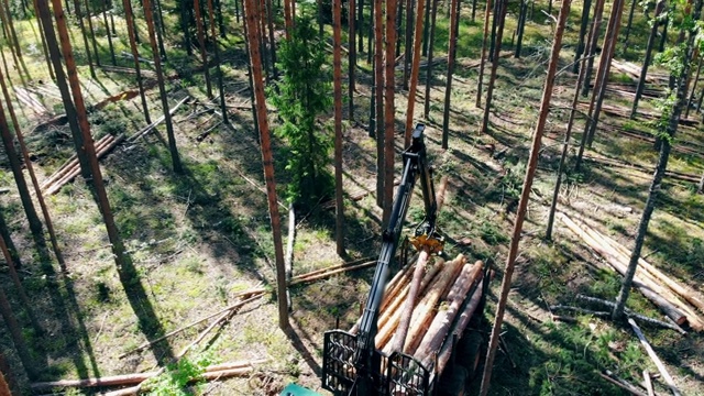 拖拉机在森林里工作时把树干放进拖车。视频素材