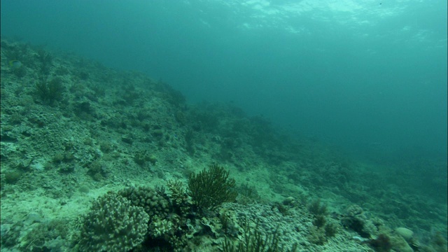 珊瑚和水生植物生长在大堡礁的浅海床上。视频素材