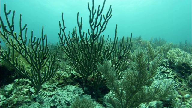 珊瑚和其他水生植物在大堡礁的浅海床上茁壮成长。视频素材