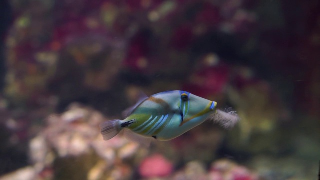 毕加索触发器鱼在水中游泳，在水产养殖中受欢迎的水族箱宠物，色彩斑斓的热带鱼品种视频素材