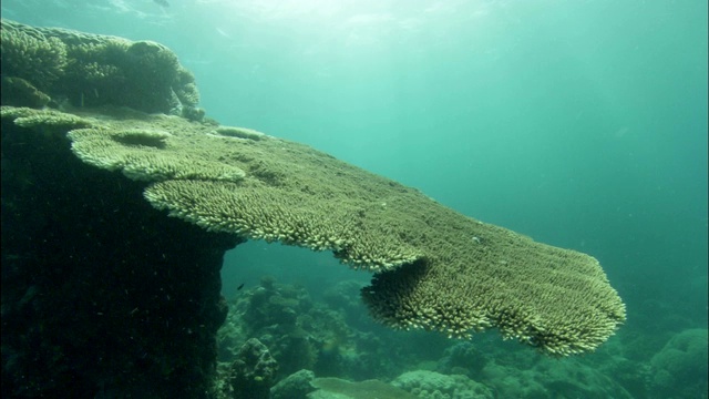 水生植物在洋流中摇摆。视频素材