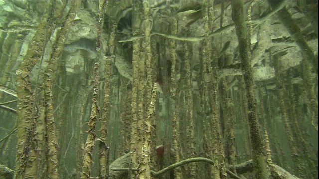 红树林的根一直延伸到帕劳岛的浅水区。视频素材