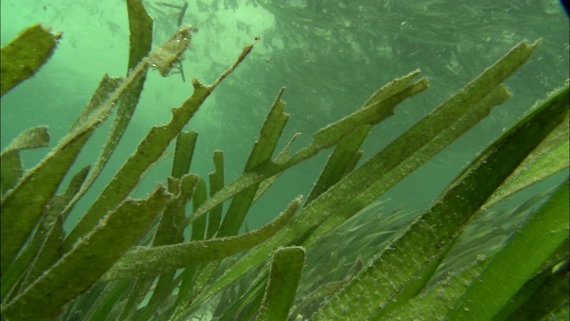 水生植物在洋流中摇摆。视频素材