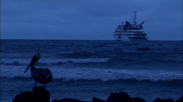 一艘游船漂浮在海面上，一只鹈鹕在一旁看着。视频素材