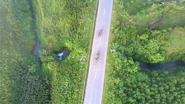 在绿色植物之间的道路上方移动到路边的房屋视频素材