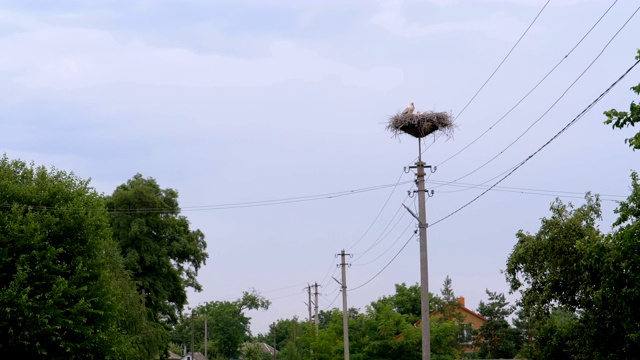 鹳的家庭坐在高电压电线支柱上的巢在天空背景视频素材