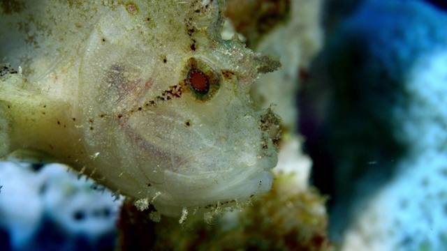 大叶鱼(Taenianotus triacanthus)，特写的眼睛和头部，拉贾阿马特，印度尼西亚视频素材