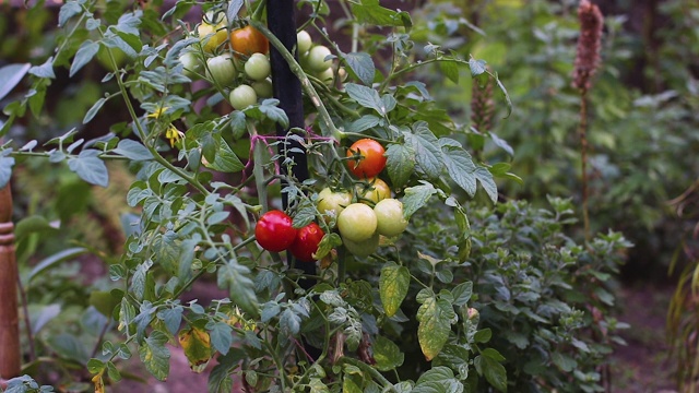 在花园里种植新鲜的有机番茄视频素材