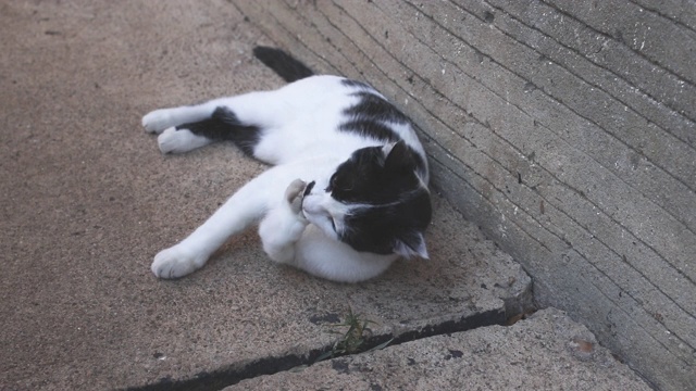 院子里美丽的年轻的黑白相间的猫的镜头视频素材