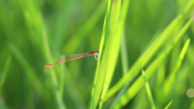 针蜻蜓在绿草上自然地生活。视频素材