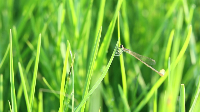 针蜻蜓在绿草上自然地生活。视频素材