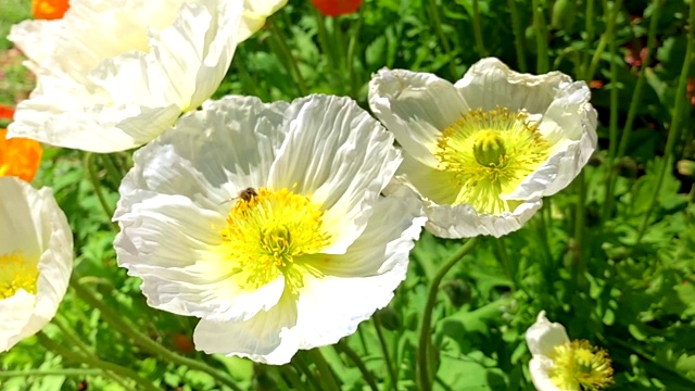 用慢镜头追踪发现一只蜜蜂在罂粟花花圃里授粉视频素材