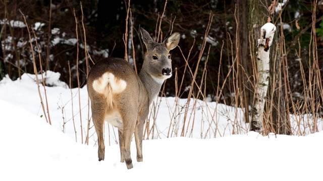 冬天的野生狍。Capreolus Capreolus。视频素材