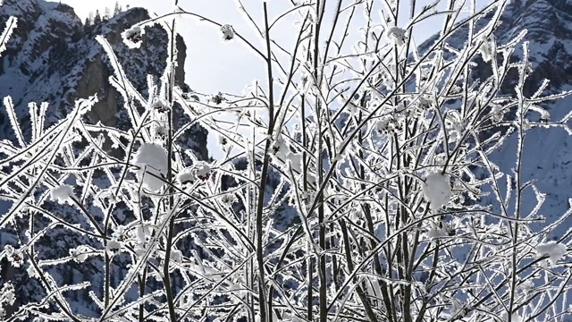 树与雪和山的背景视频素材