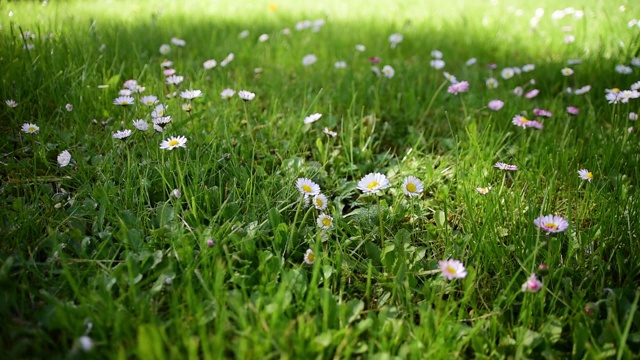 阳光下的绿草和雏菊花视频素材