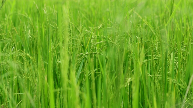 稻田里的青稻随风摇摆视频素材