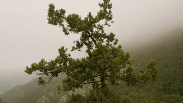 全景式的山与森林覆盖的浓雾自然景观。视频素材