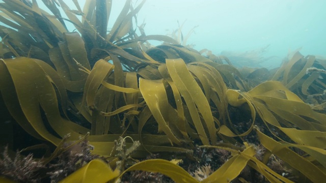 海带森林视频素材