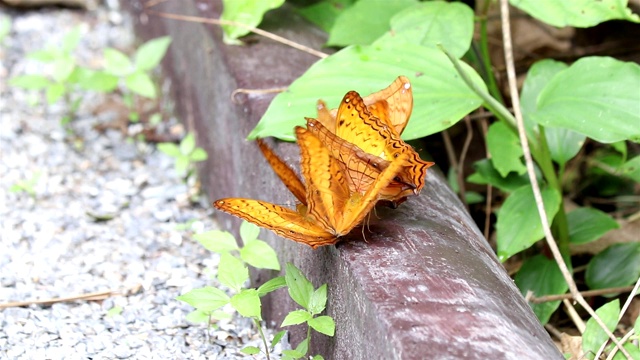 蝴蝶视频素材