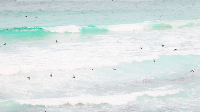 在开普敦的大西洋海岸，海鸟在海浪中飞翔和潜水捕鱼视频素材