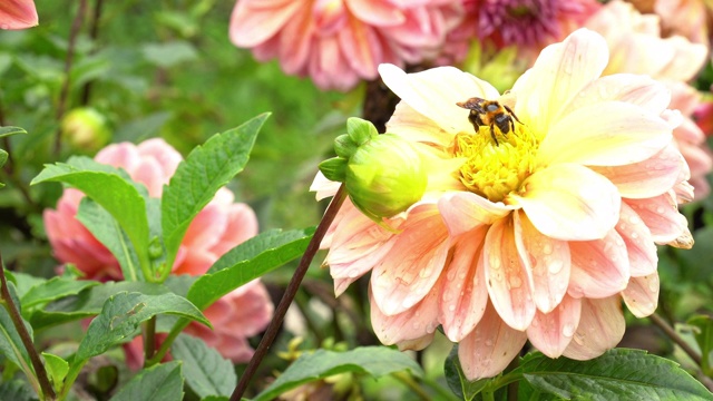 蜜蜂正在采集花蜜视频素材