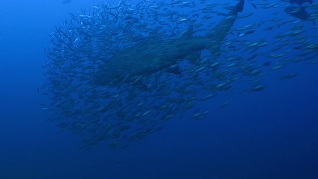 斑点齿鲨-沙虎鲨- Carcharias taurus, NC, 2016年8月，美国视频素材