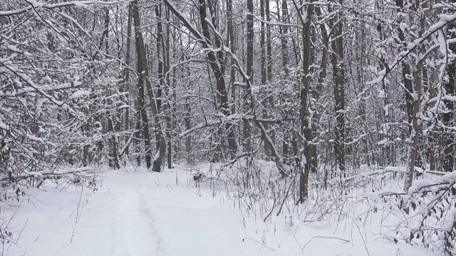 雪花飘落在美丽的冬天的森林里。视频素材