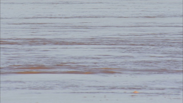 海豚在湄公河水面上嬉戏。视频素材