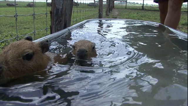 水豚在水箱里游泳。视频素材