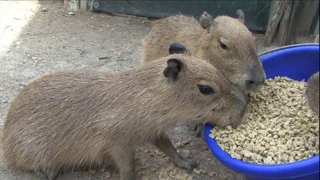 水豚幼崽急切地吃着桶里的食物。视频素材