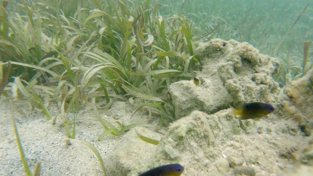 鱼海藻视频素材