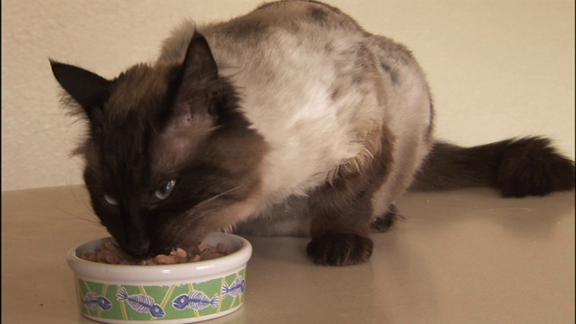 巴厘猫用小碗进食。视频素材