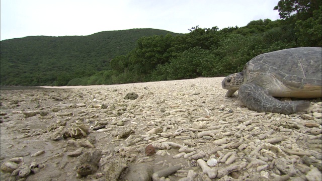 一只海龟在沙地上慢慢地爬。视频素材