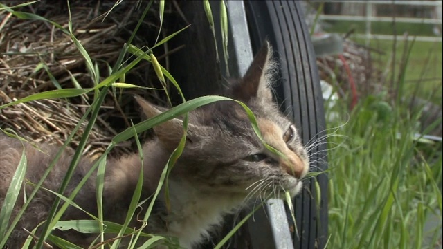 一只可爱的LaPerm小猫在院子里啃草。视频素材